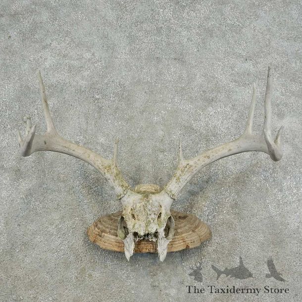 Whitetail Deer Skull & Antler Rustic Mount For Sale #16734 @ The Taxidermy Store