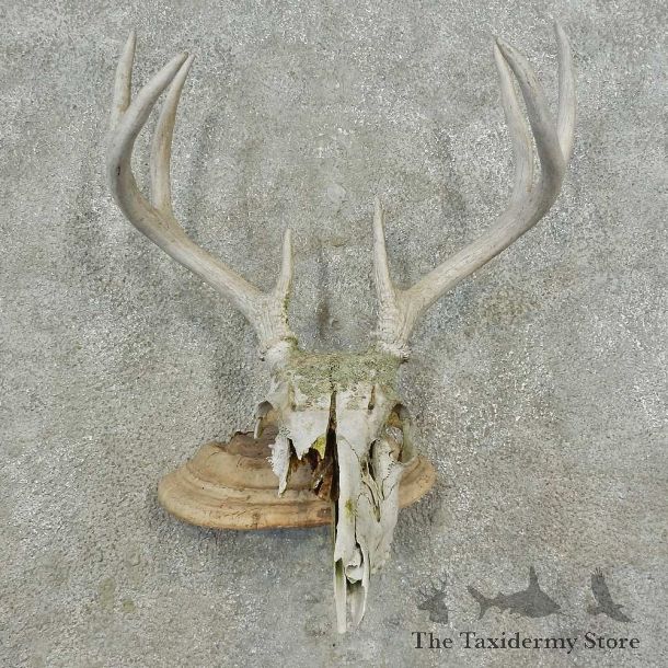 Whitetail Deer Skull & Antler Rustic Mount For Sale #16735 @ The Taxidermy Store