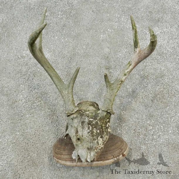 Whitetail Deer Skull & Antler Rustic Mount For Sale #16737 @ The Taxidermy Store