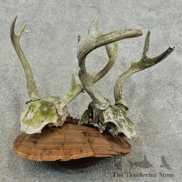 Whitetail Deer Skull & Antler Rustic Mount For Sale #16740 @ The Taxidermy Store