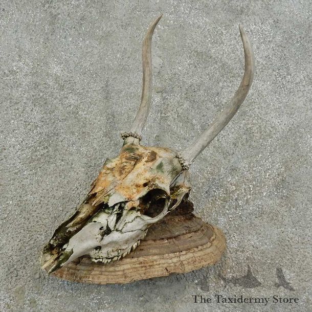 Whitetail Deer Skull & Antler Rustic Mount For Sale #16741 @ The Taxidermy Store