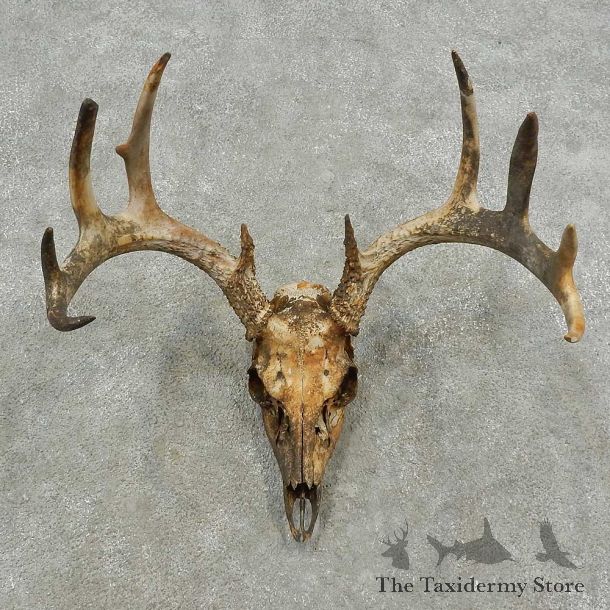 Whitetail Deer Skull & Antler Rustic Mount For Sale #16742 @ The Taxidermy Store
