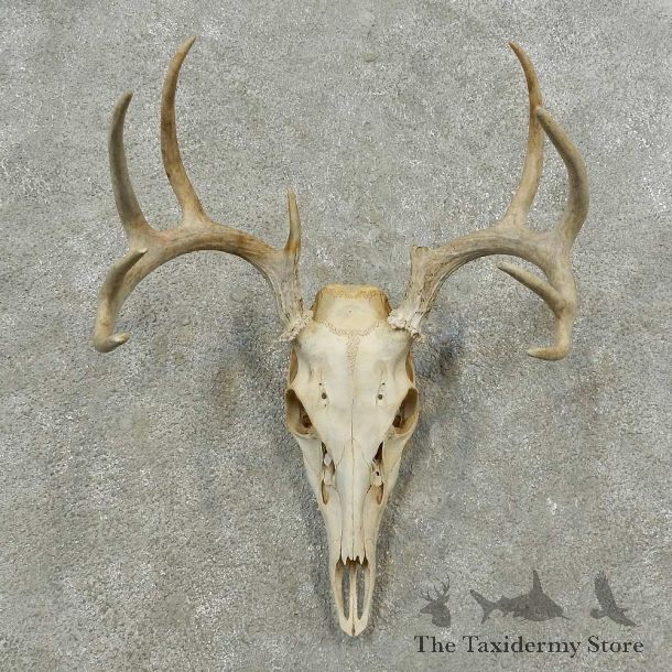 Whitetail Deer Skull European Mount For Sale #16777 @ The Taxidermy Store