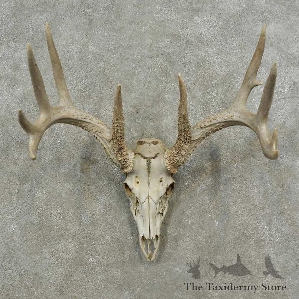 Whitetail Deer Skull European Mount For Sale #16879 @ The Taxidermy Store