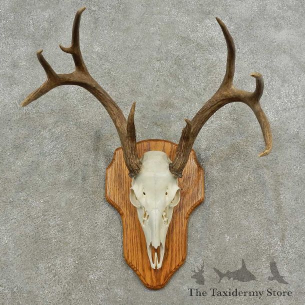 Whitetail Deer Skull European Mount For Sale #16886 @ The Taxidermy Store