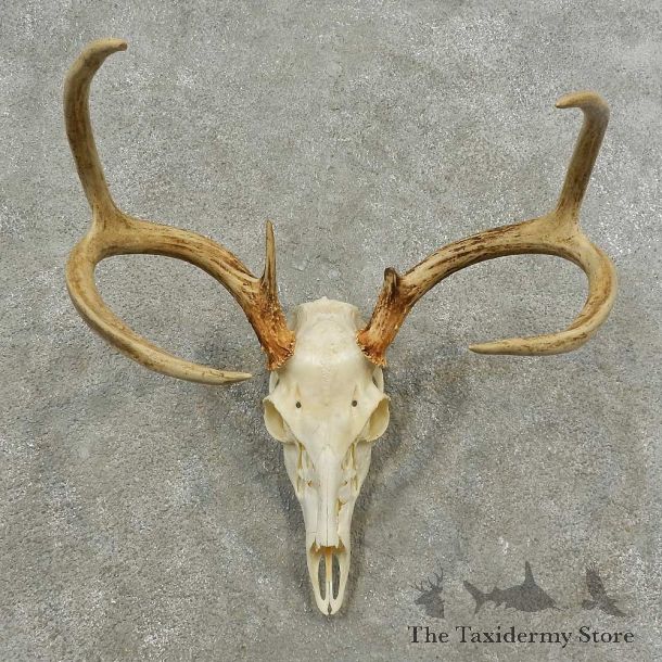 Whitetail Deer Skull European Mount For Sale #16888 @ The Taxidermy Store