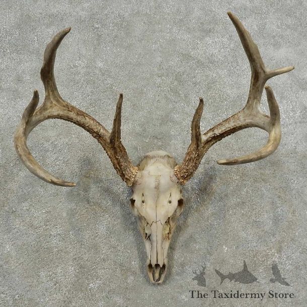 Whitetail Deer Skull European Mount For Sale #16890 @ The Taxidermy Store