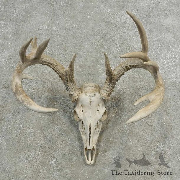 Whitetail Deer Skull European Mount For Sale #16893 @ The Taxidermy Store