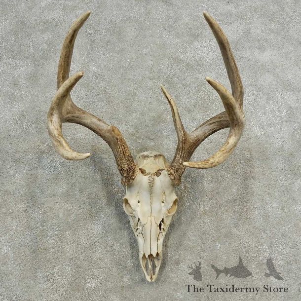 Whitetail Deer Skull European Mount For Sale #16894 @ The Taxidermy Store
