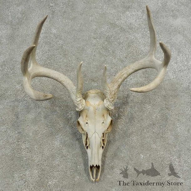 Whitetail Deer Skull European Mount For Sale #16895 @ The Taxidermy Store