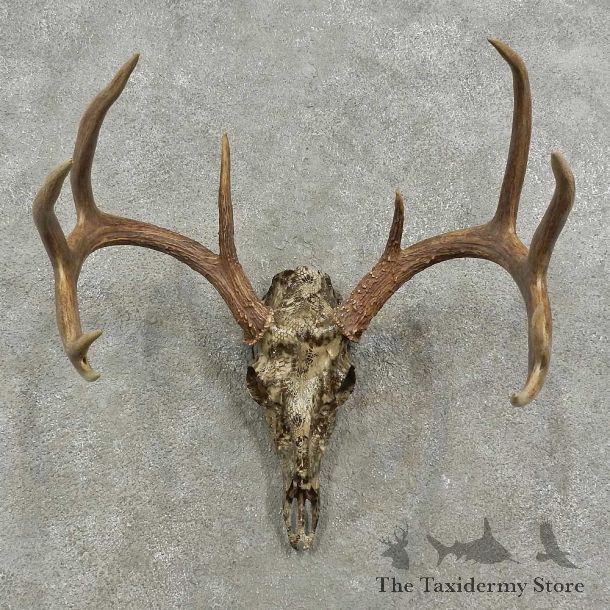 Whitetail Deer Skull European Mount For Sale #16917 @ The Taxidermy Store