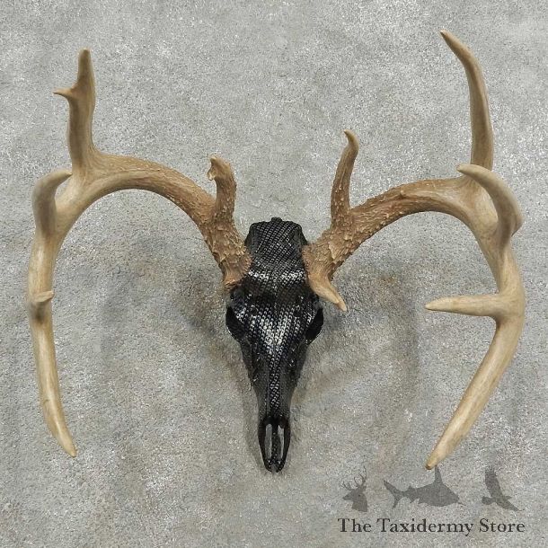 Whitetail Deer Skull European Mount For Sale #16918 @ The Taxidermy Store