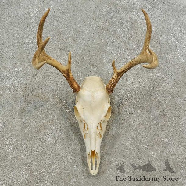 Whitetail Deer Skull European Mount For Sale #16920 @ The Taxidermy Store