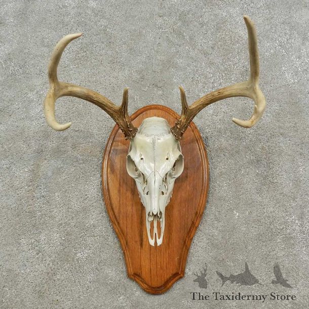 Whitetail Deer Skull European Mount For Sale #16931 @ The Taxidermy Store