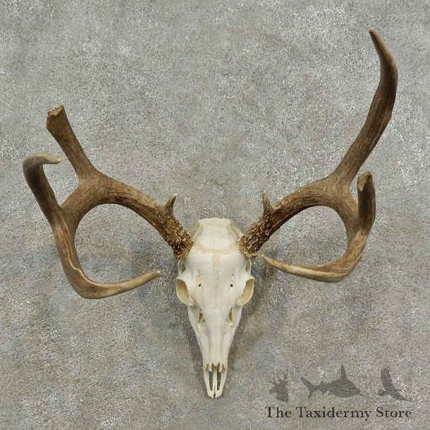 Whitetail Deer Skull European Mount For Sale #16932 @ The Taxidermy Store
