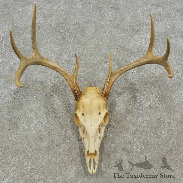 Whitetail Deer Skull European Mount For Sale #16961 @ The Taxidermy Store