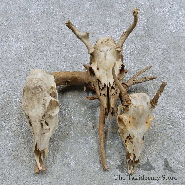 Whitetail Deer Skull Set Mount For Sale #15871 @ The Taxidermy Store