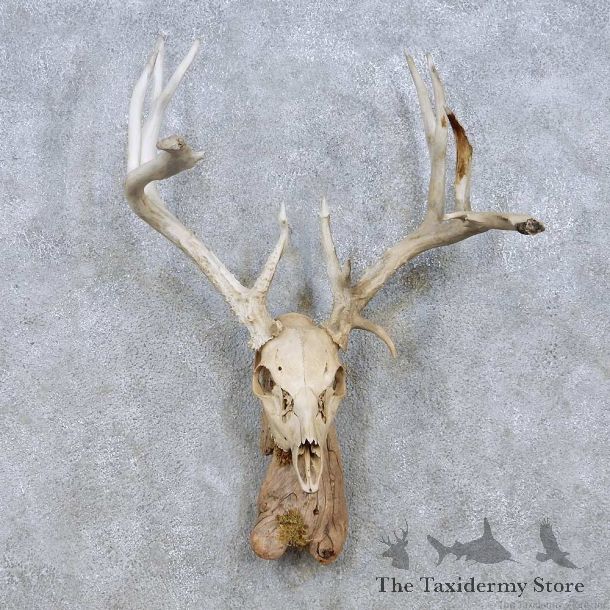 Whitetail Deer Skull Horn Taxidermy Mount For Sale #13952 @ The Taxidermy Store