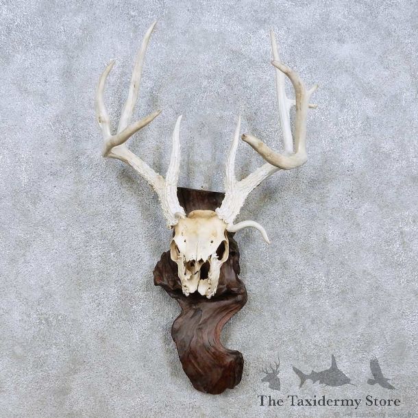 Whitetail Deer Skull Horn Taxidermy Mount For Sale #13954 @ The Taxidermy Store