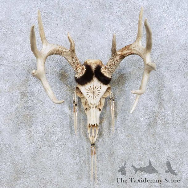 Whitetail Deer Skull Horn Taxidermy Mount For Sale #13957 @ The Taxidermy Store