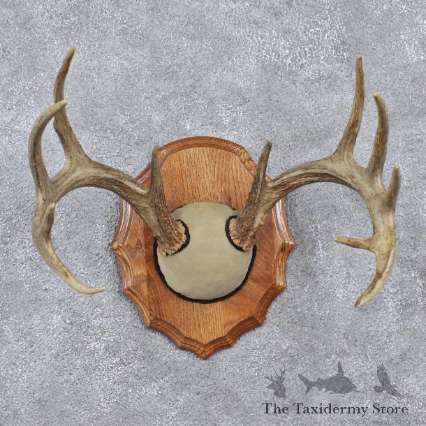 Whitetail Deer Taxidermy Antler Plaque Mount #12527 For Sale @ The Taxidermy Store