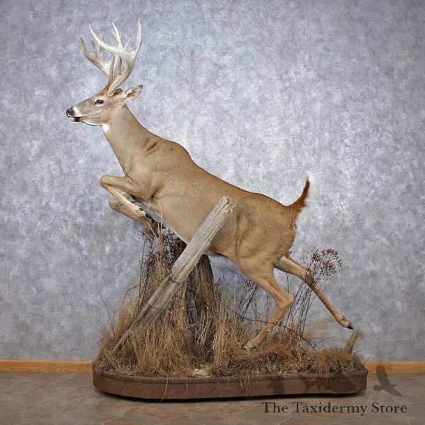 Whitetail Deer Life Size Mount #12510 For Sale @ The Taxidermy Store 