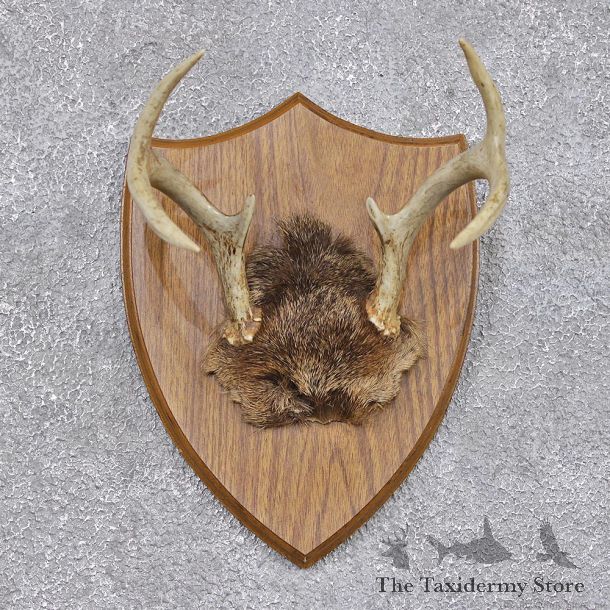 Whitetail Deer Taxidermy Antler Plaque Mount #11075 For Sale @ The Taxidermy Store