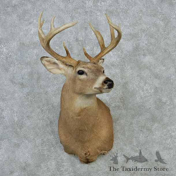 Whitetail Deer Taxidermy Shoulder Mount #12870 For Sale @ The Taxidermy Store