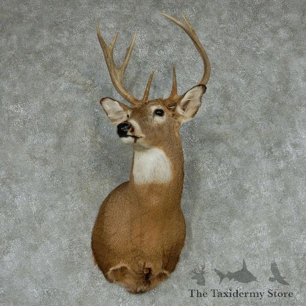 Whitetail Deer Taxidermy Shoulder Mount #13143 For Sale @ The Taxidermy Store