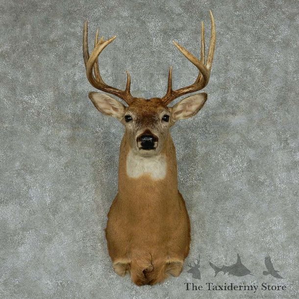 Whitetail Deer Taxidermy Shoulder Mount #13144 For Sale @ The Taxidermy Store