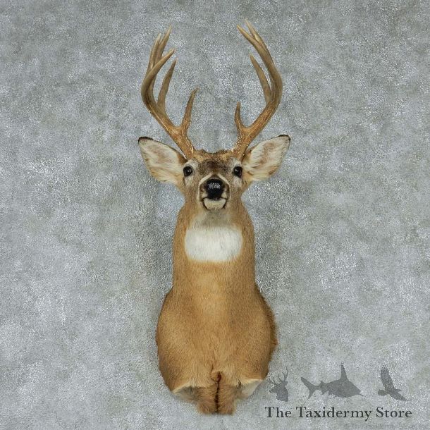 Whitetail Deer Taxidermy Shoulder Mount #13145 For Sale @ The Taxidermy Store