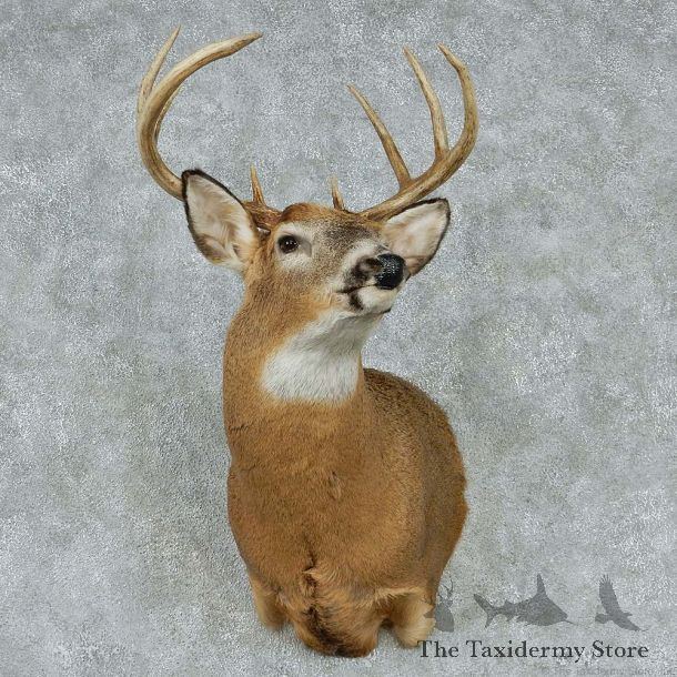 Whitetail Deer Taxidermy Shoulder Mount #13146 For Sale @ The Taxidermy Store