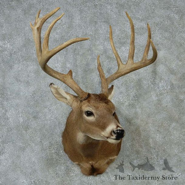 Whitetail Deer Taxidermy Shoulder Mount #13147 For Sale @ The Taxidermy Store