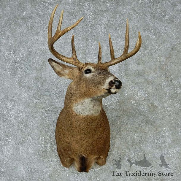 Whitetail Deer Taxidermy Shoulder Mount #13148 For Sale @ The Taxidermy Store