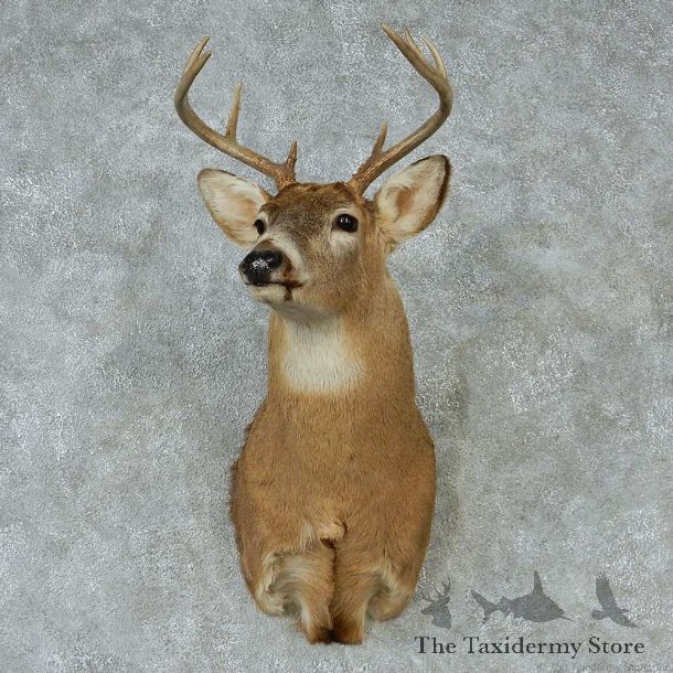 Whitetail Deer Taxidermy Shoulder Mount #13149 For Sale @ The Taxidermy Store