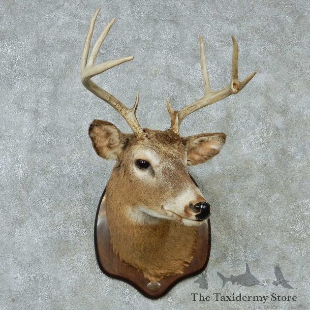 Whitetail Deer Taxidermy Shoulder Mount #13150 For Sale @ The Taxidermy Store
