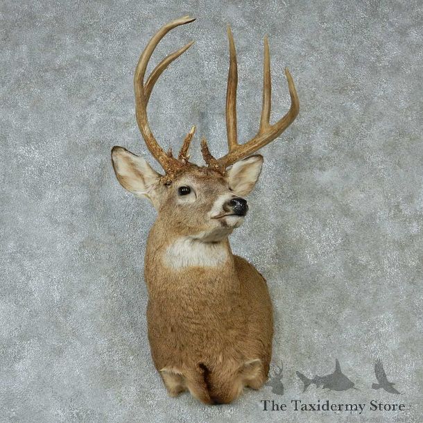 Whitetail Deer Taxidermy Shoulder Mount #13151 For Sale @ The Taxidermy Store