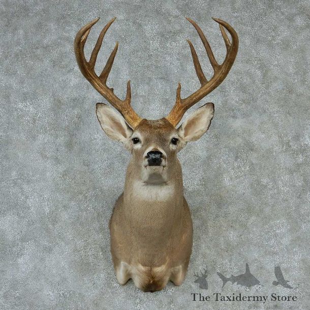 Whitetail Deer Taxidermy Shoulder Mount #13156 For Sale @ The Taxidermy Store