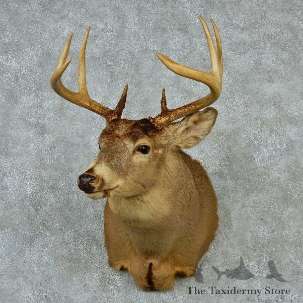 Whitetail Deer Taxidermy Shoulder Mount #13157 For Sale @ The Taxidermy Store