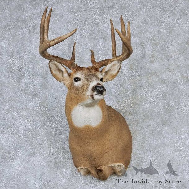 Whitetail Deer Taxidermy Shoulder Mount #13160 For Sale @ The Taxidermy Store