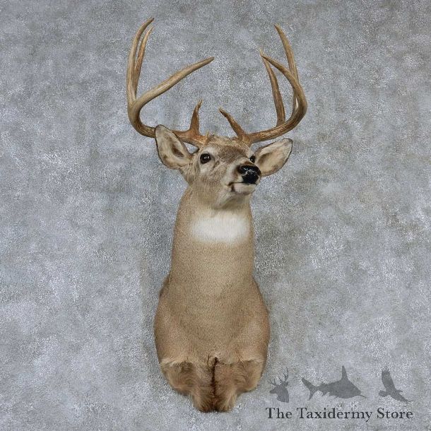 Whitetail Deer Taxidermy Shoulder Mount #13161 For Sale @ The Taxidermy Store