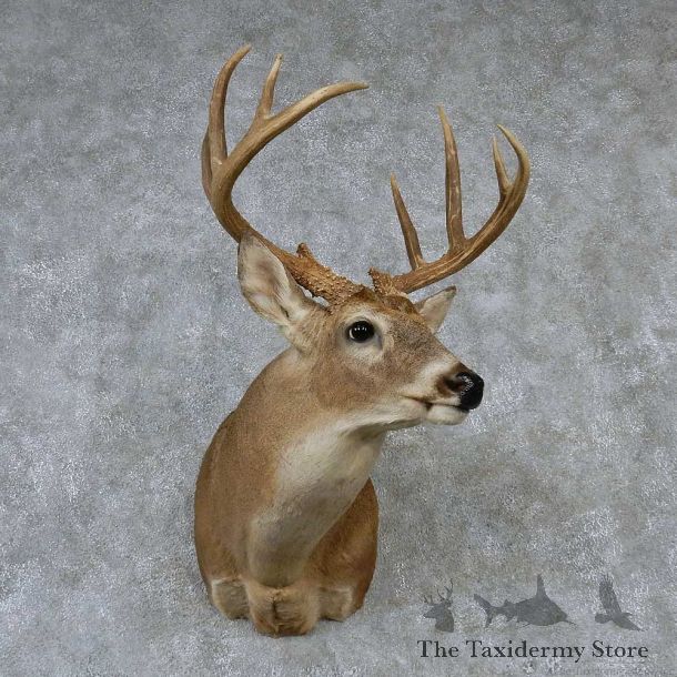 Whitetail Deer Taxidermy Shoulder Mount #13163 For Sale @ The Taxidermy Store