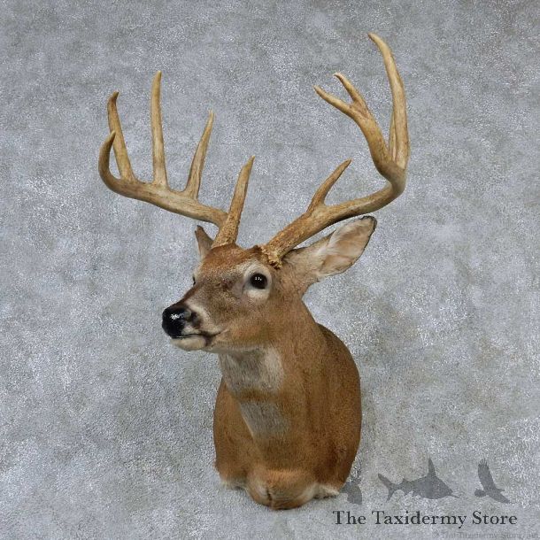 Whitetail Deer Taxidermy Shoulder Mount #13164 For Sale @ The Taxidermy Store