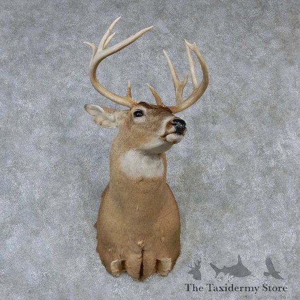 Whitetail Deer Taxidermy Shoulder Mount #13165 For Sale @ The Taxidermy Store