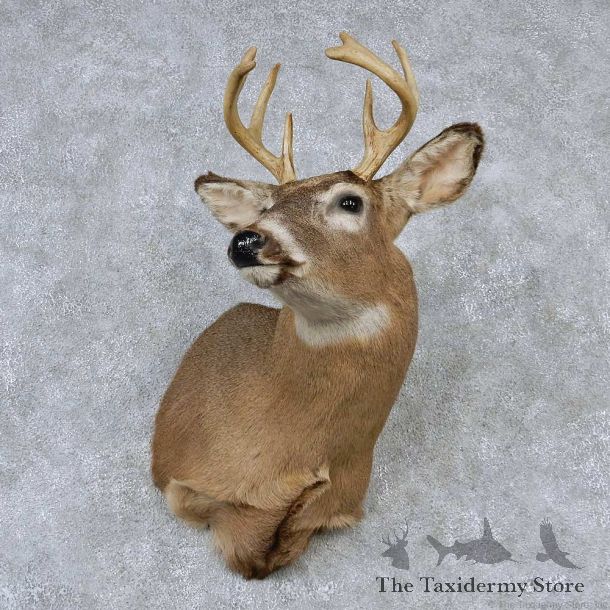 Whitetail Deer Taxidermy Shoulder Mount #13166 For Sale @ The Taxidermy Store