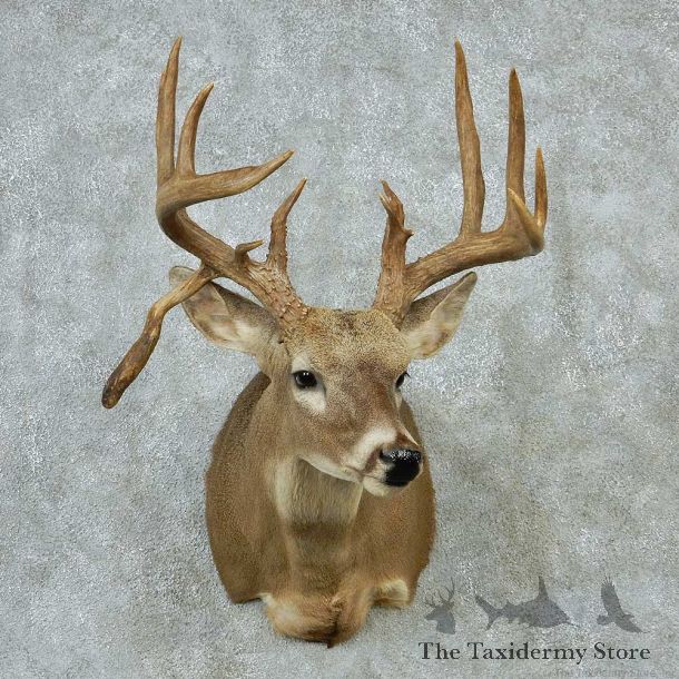 Whitetail Deer Taxidermy Shoulder Mount #13167 For Sale @ The Taxidermy Store