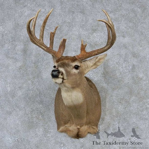 Whitetail Deer Taxidermy Shoulder Mount #13169 For Sale @ The Taxidermy Store