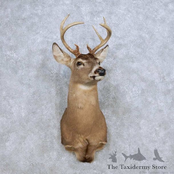 Whitetail Deer Taxidermy Shoulder Mount For Sale #14073 @ The Taxidermy Store