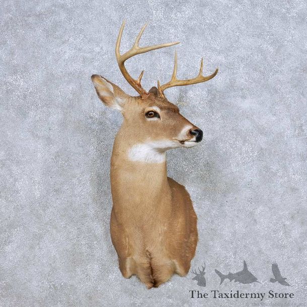 Whitetail Deer Taxidermy Shoulder Mount For Sale #14078 @ The Taxidermy Store