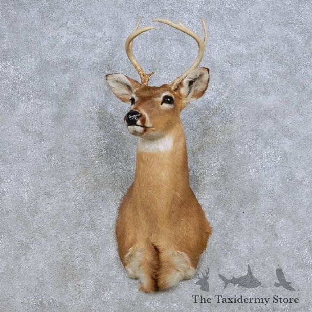 Whitetail Deer Taxidermy Shoulder Mount For Sale #14079 @ The Taxidermy Store